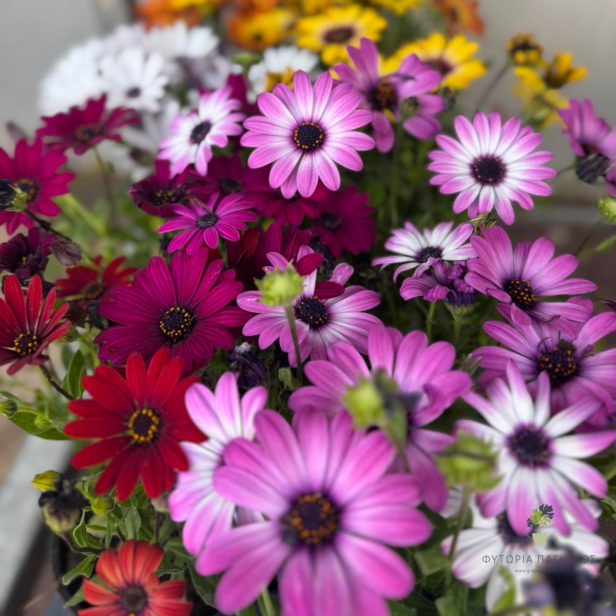 Διμορφοθήκη (Osteospermum ecklonis) | Αφρικανική Μαργαρίτα για Παρτέρια & Γλάστρες - 5